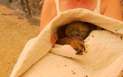 Βιντεο – σοκ: Γυναίκα διασώζει κοάλα που καίγεται και σφαδάζει απο τον πόνο