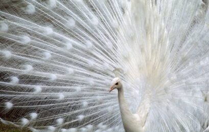 Αυτά είναι τα σπανιότερα ζώα στον πλανήτη