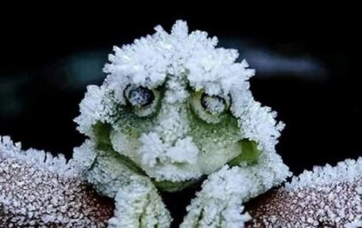 Απίστευτη ανακάλυψη: Βάτραχος ” πεθαίνει ” τον χειμώνα και… ανασταίνεται την άνοιξη!