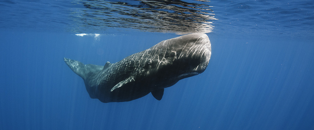 sperm-whale-6.jpg