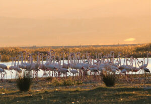 %CE%BA%CE%B1%CF%81%CE%BB%CE%B1-300x207.j